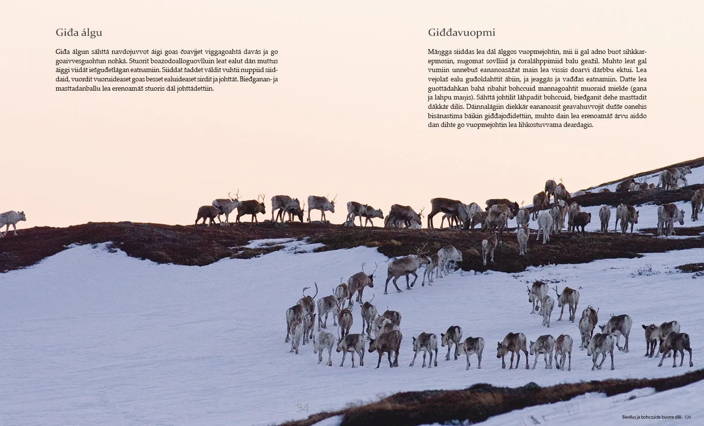 Dat Bohccuid luhtte Nils Isak Eira bok reindrift