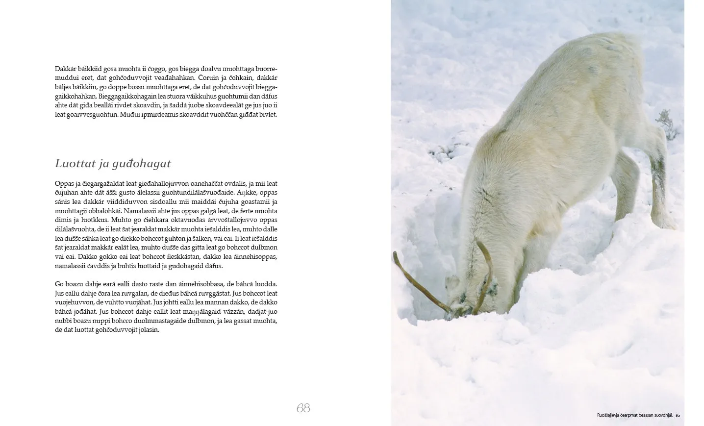 Dat Bohccuid luhtte Nils Isak Eira bok reindrift